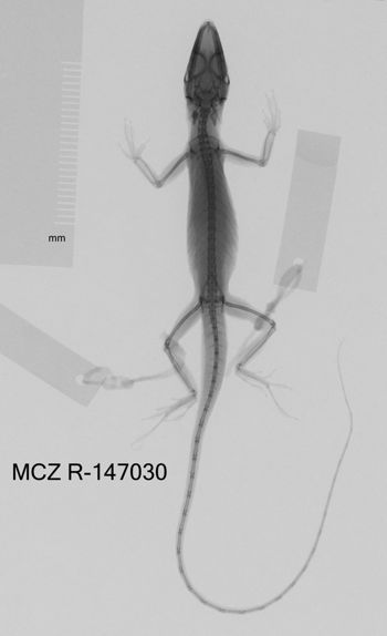 Media type: image;   Herpetology R-147030 Aspect: dorsoventral x-ray